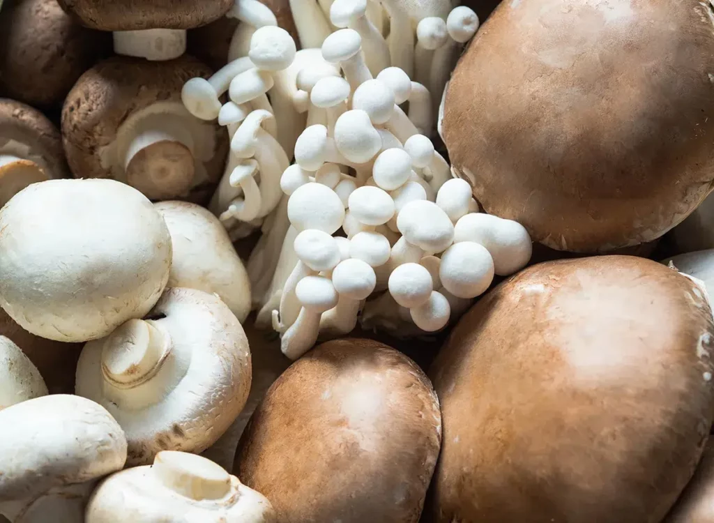 image of various functional mushrooms
