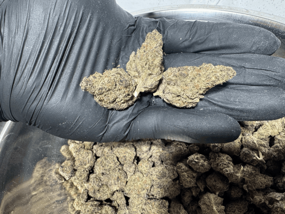 Blue Lobster THCa Flower - Indica - Image 2