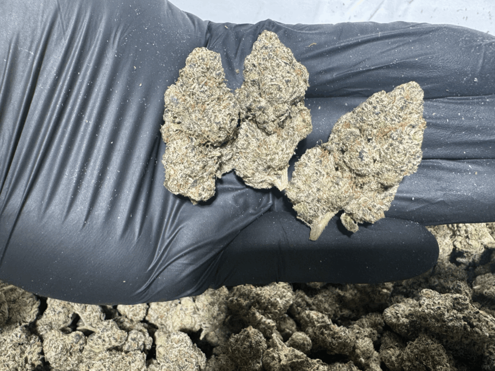 White Truffle - Image 2